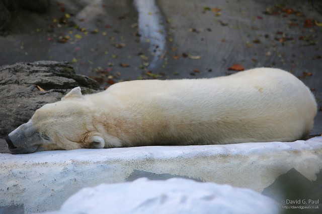 Polar Bear