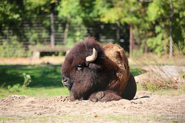 American Bison