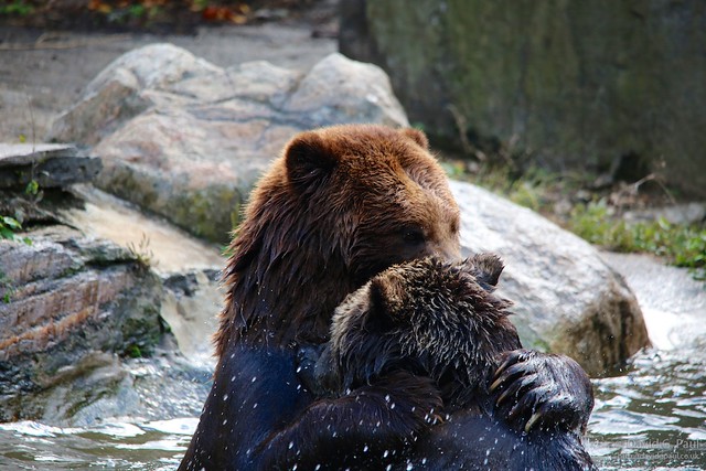 Grizzly Bears