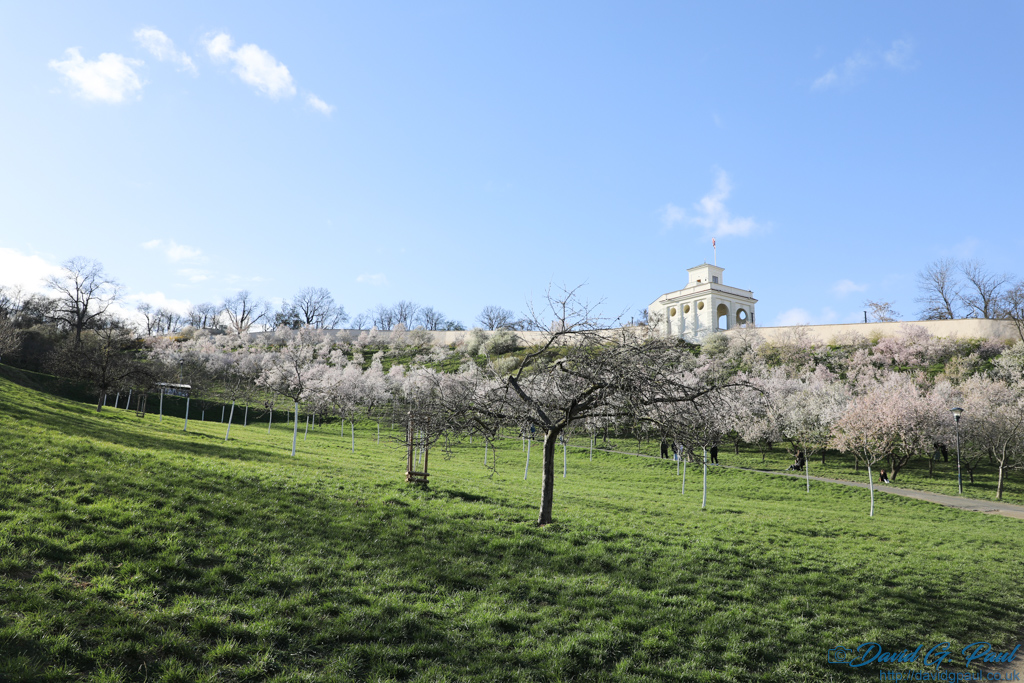 A hilly green area with many cherry blossom trees