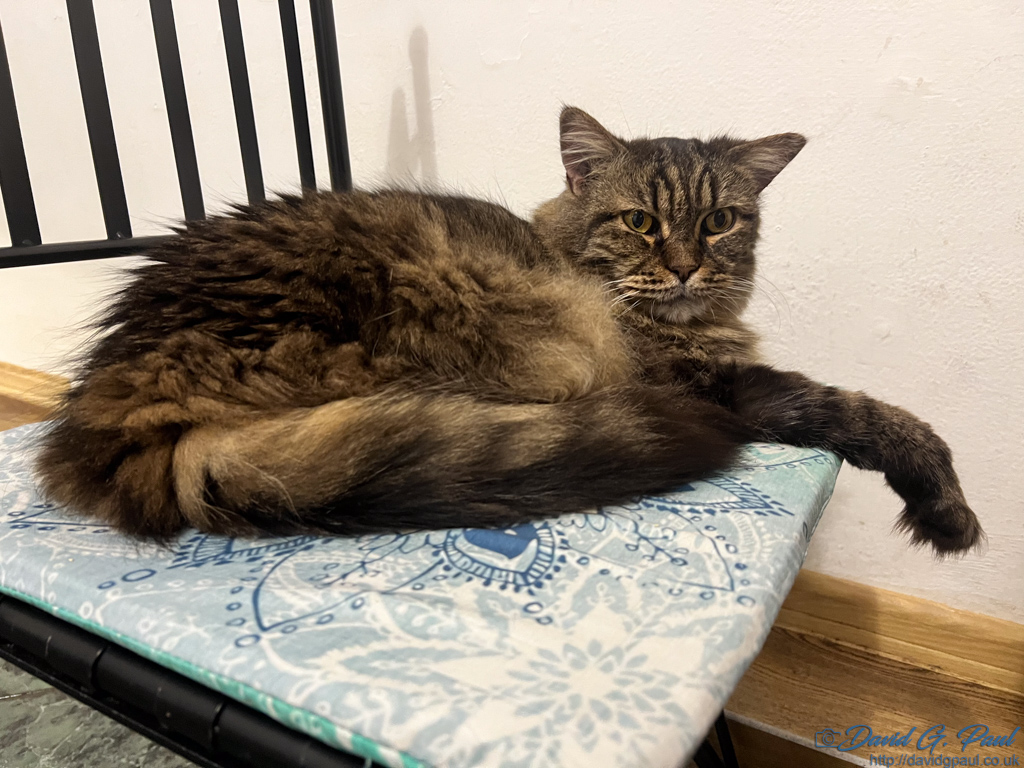 A cat sitting down in a cat cafe