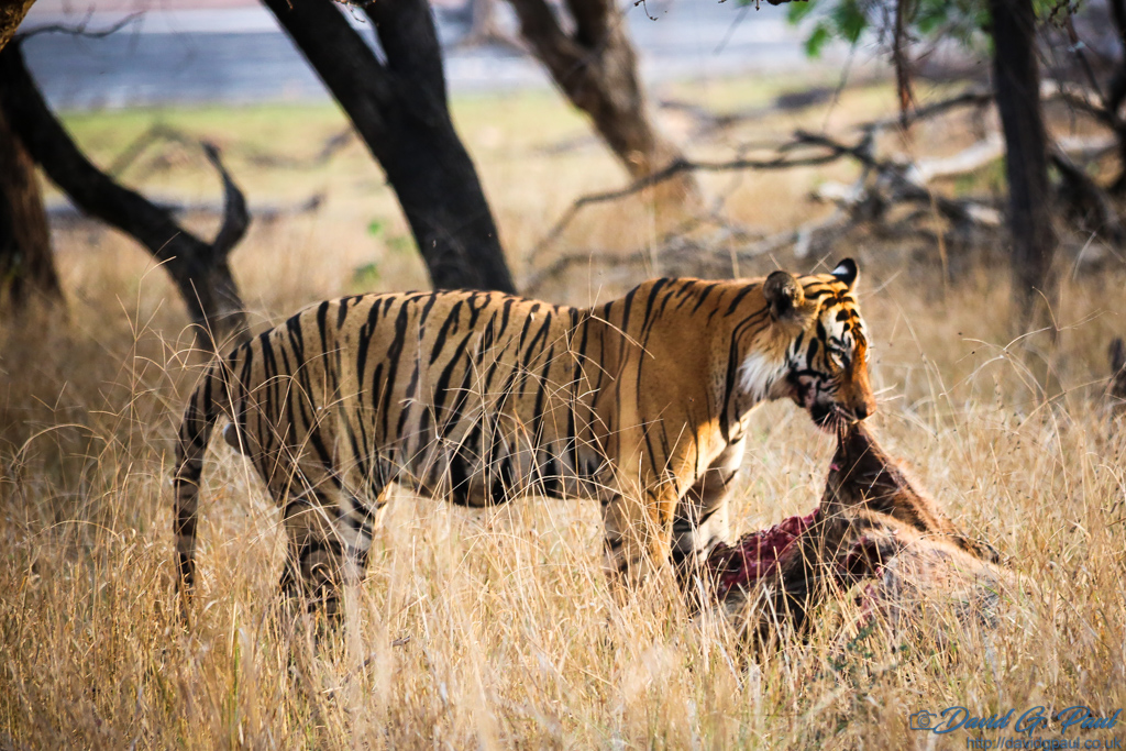 A tiger tearing into a deer