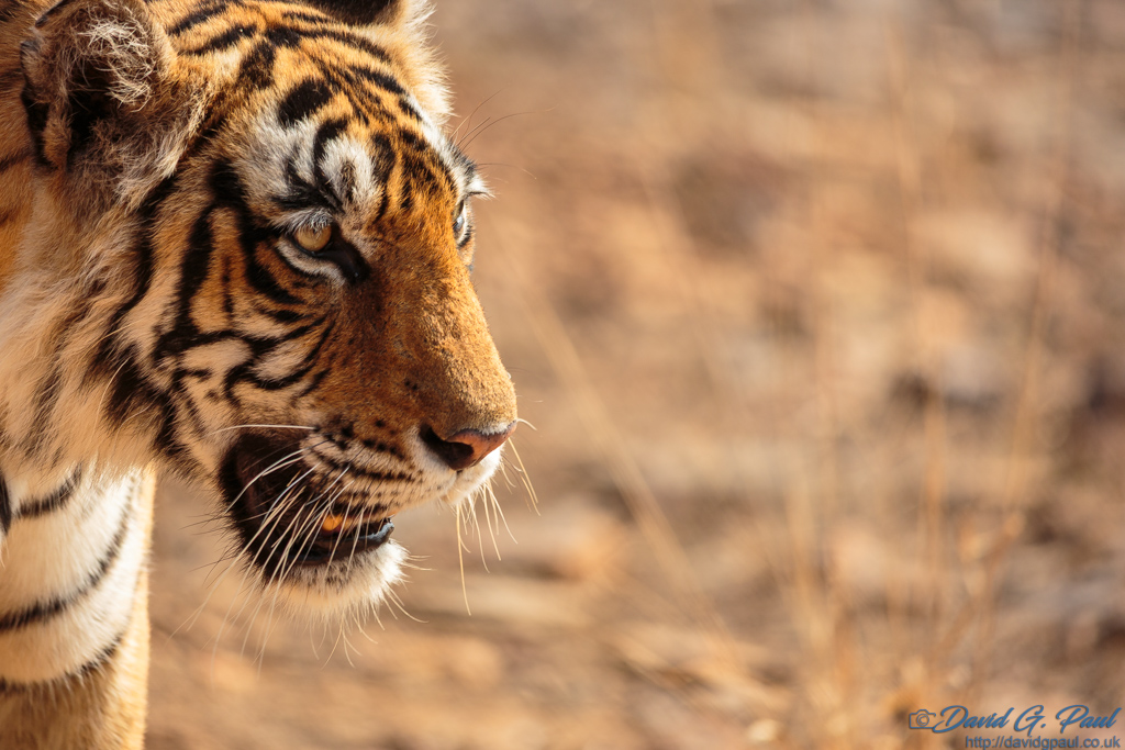 A close-up of a tigers head