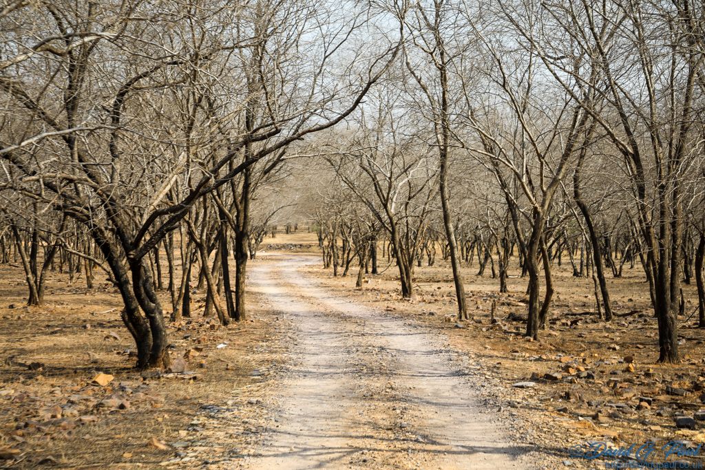 Bare trees line a dirt track