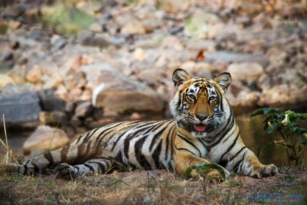 A tiger laying down, looking straight at the camera with mouth partially open