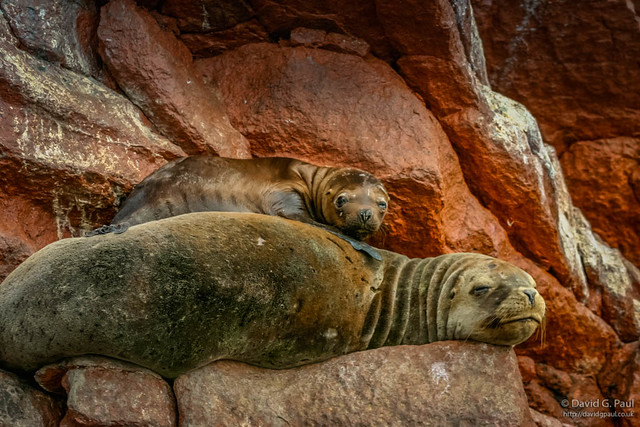 South American Sea Lions
