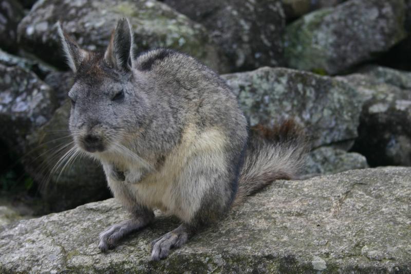 Northern Viscacha