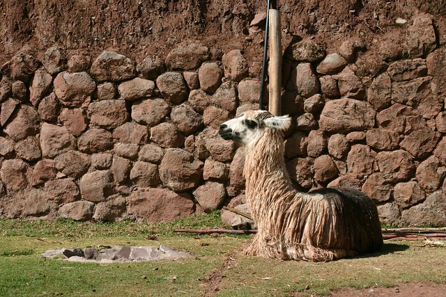 Llama