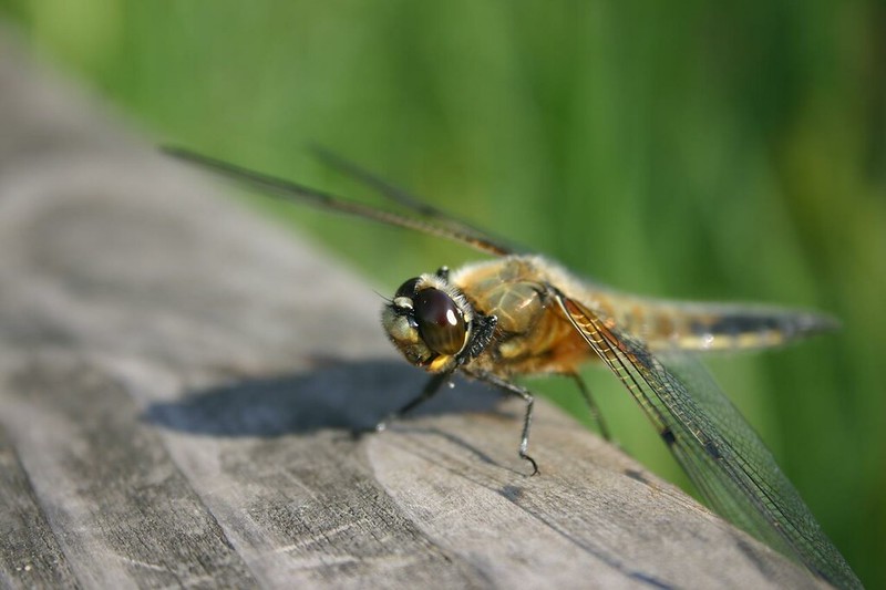 Four-spotted Chaser