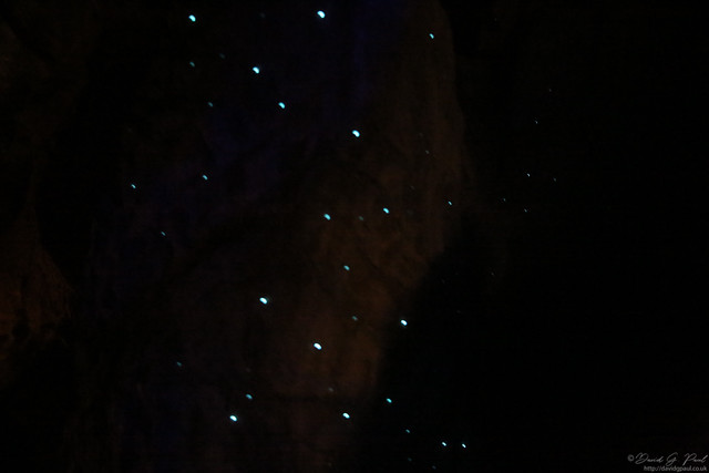 Glow worms