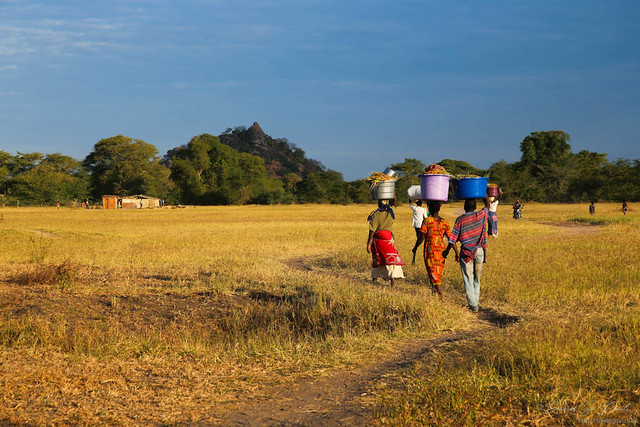 Women carrying baskets on their heads as they walk through yellow grad