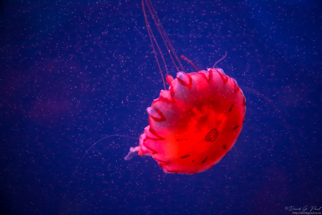 Jellyfish