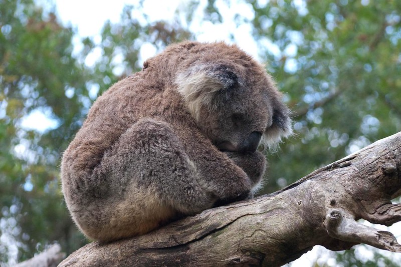 Sleeping Koala