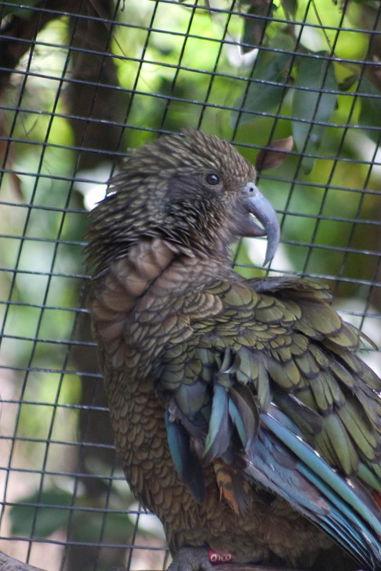 Kea (Nestor notabilis)