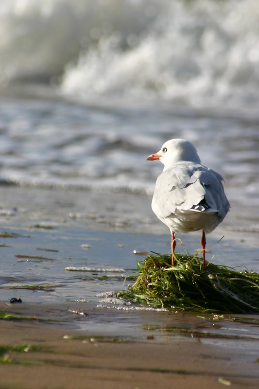 Gull on a beach in Cowes