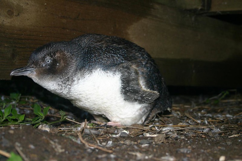 Young Little Penguin (Eudyptula minor)