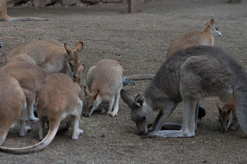 Eastern Grey Kangaroos