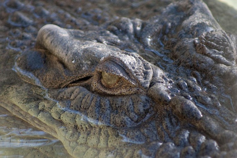 Eye of a Saltwater Crocodile