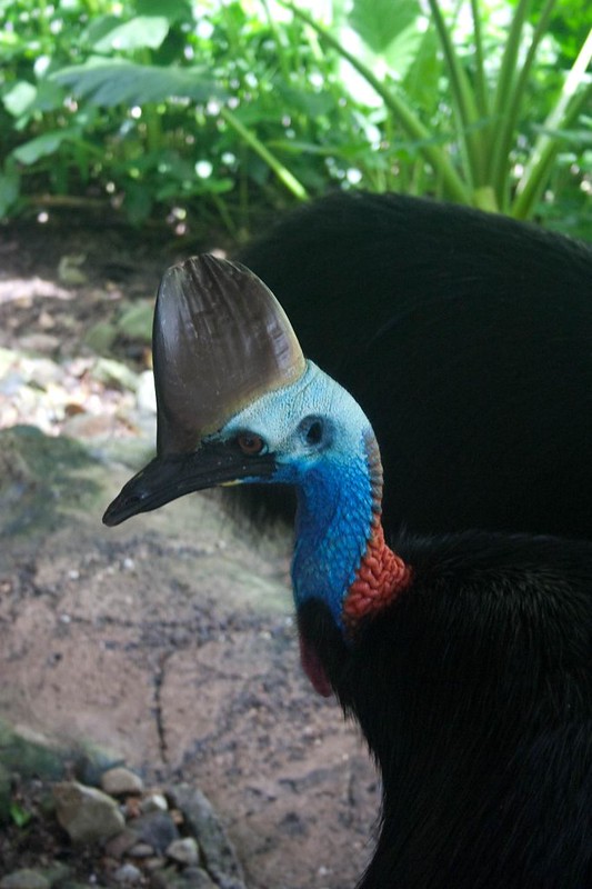Southern Cassowary (Casuarius casuarius)