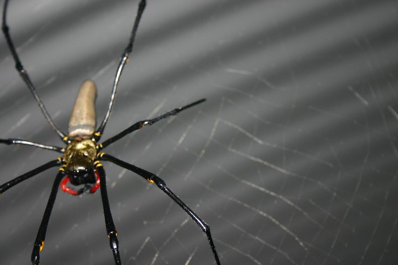 Northern (giant) golden orb weaver