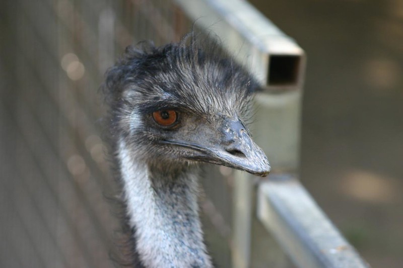 Common Emu (Dromaius novaehollandiae)