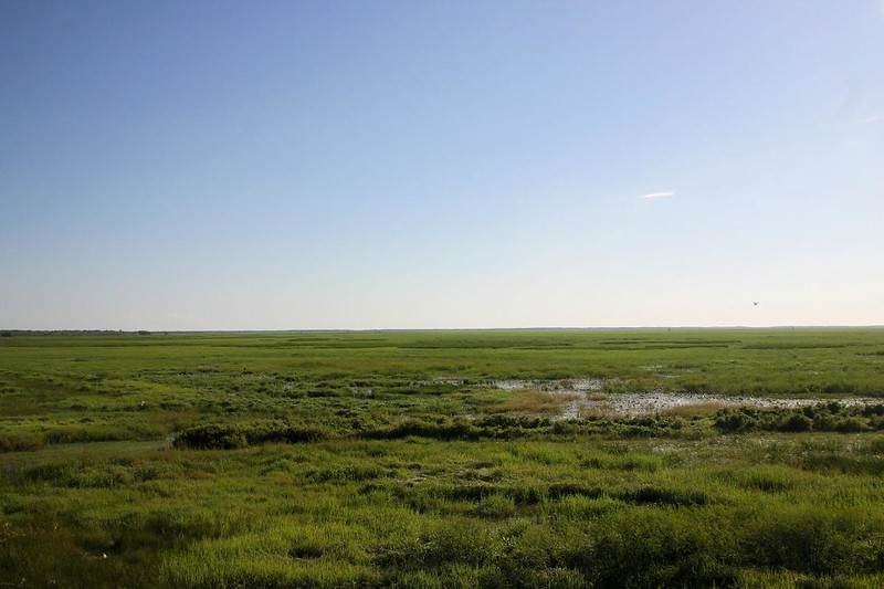 Fogg Dam rice fields