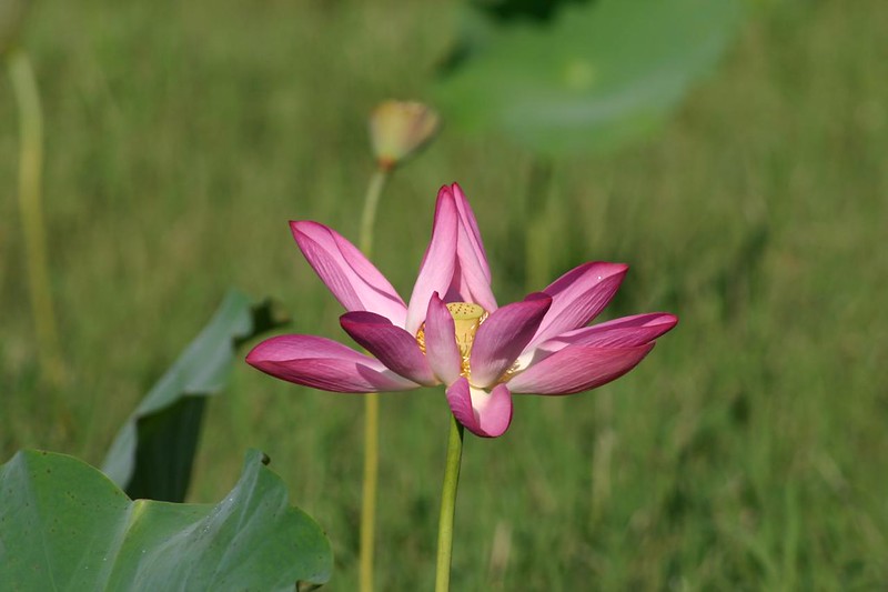 Lotus Flower (Nelumbo nucifera)