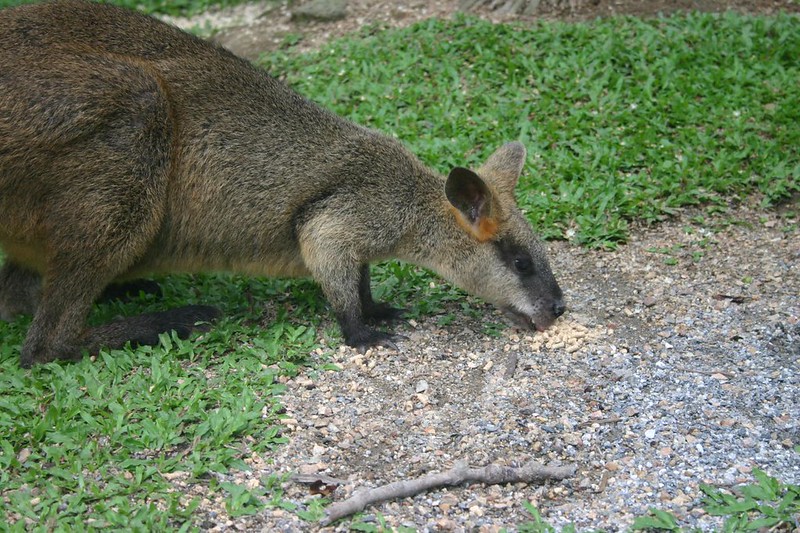 Wallaby