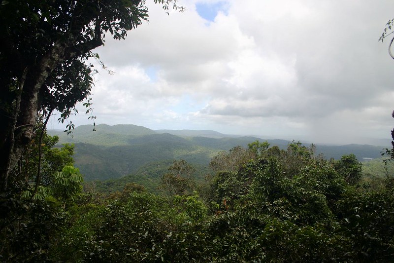 Rainforest