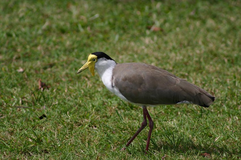 Masked Lapwing (Vanellus miles)