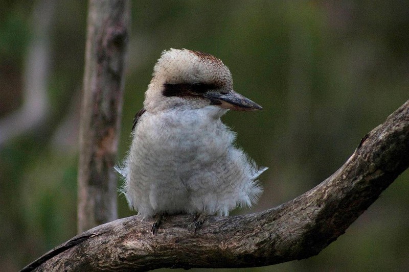 Laughing Kookaburra (Dacelo novaeguineae)