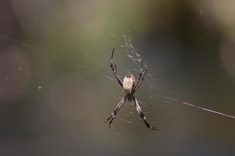 Golden Silk Orb-weaver Spider (Nephila edulis)