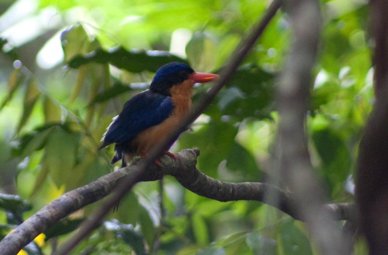 Buff-breasted Paradise Kingfisher (Tanysiptera sylvia)