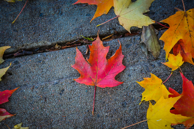 Fallen maple leaves
