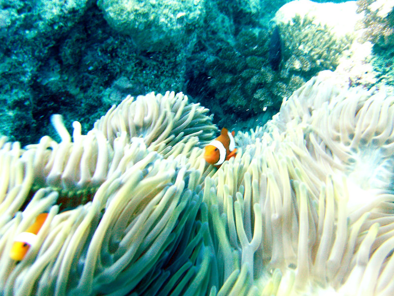 Finding Nemo? Found…