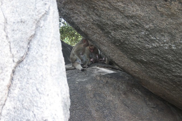 Baby Monkey