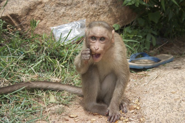Monkey!