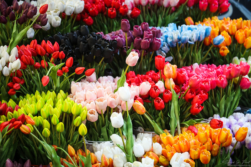 Tulips
