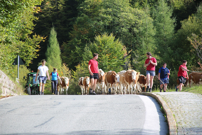Herding cows down from the mountain