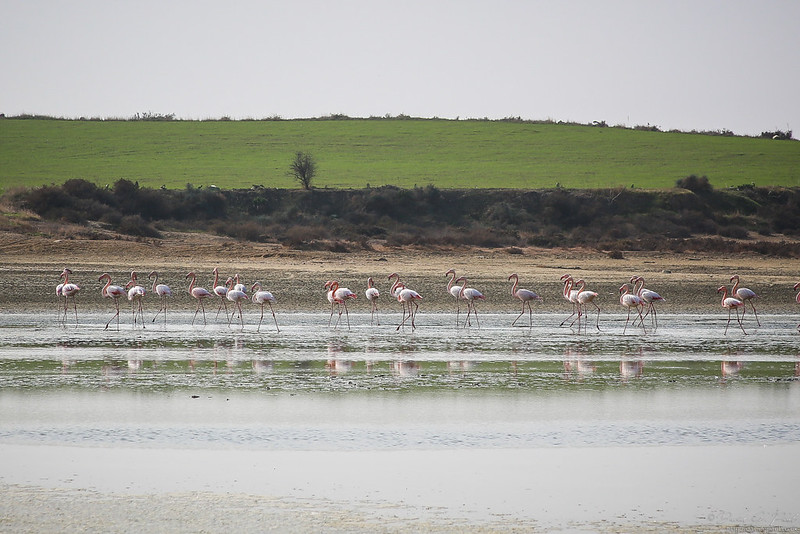 Larnaca Salt Lake