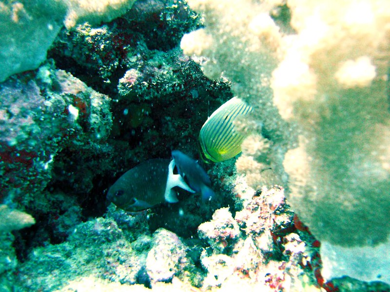 Angel Fish