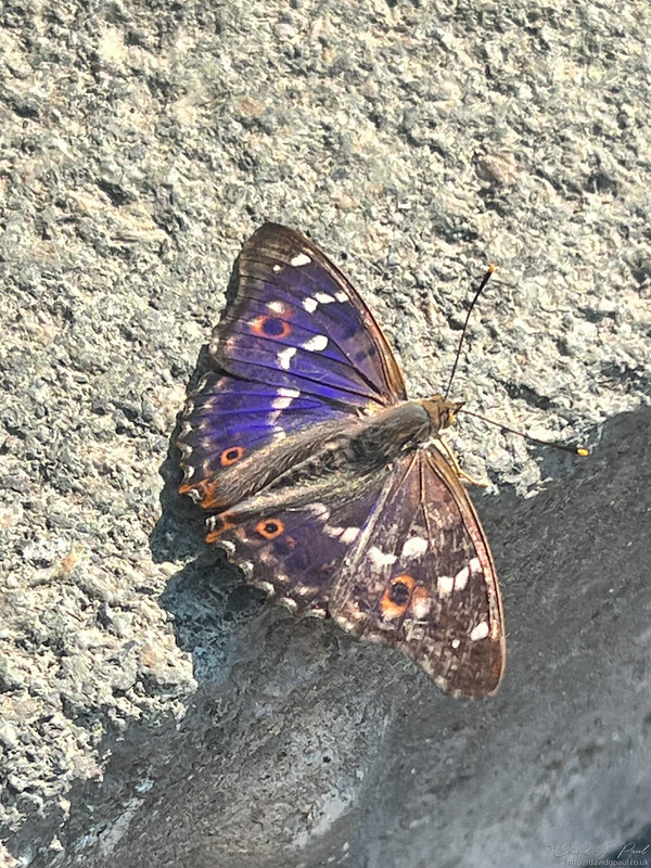 Purple Emperor butterfly