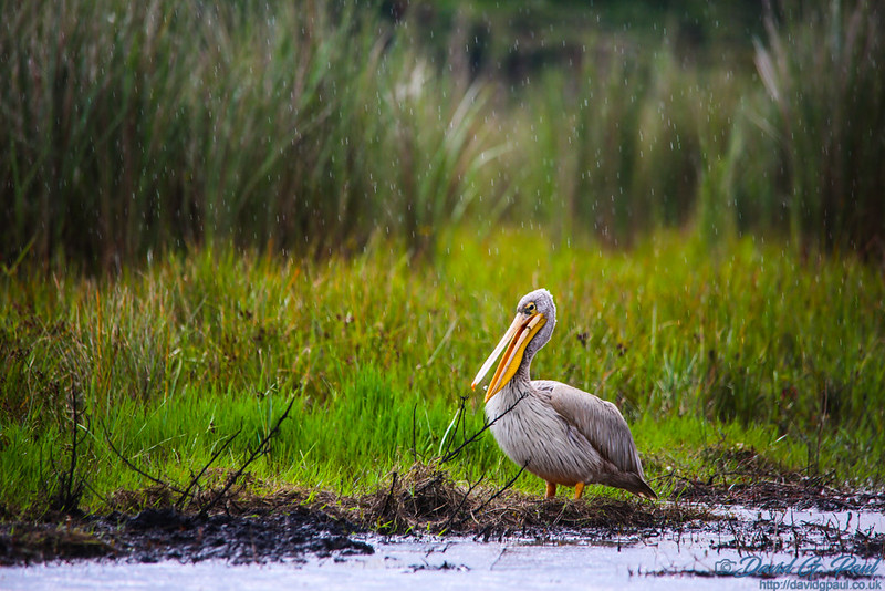 Rugezi Marsh