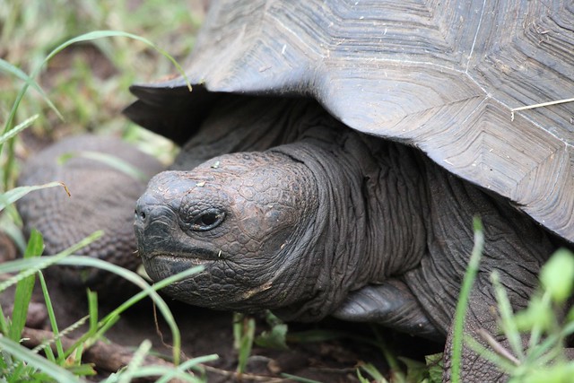 Galapagos Giant Tortoise