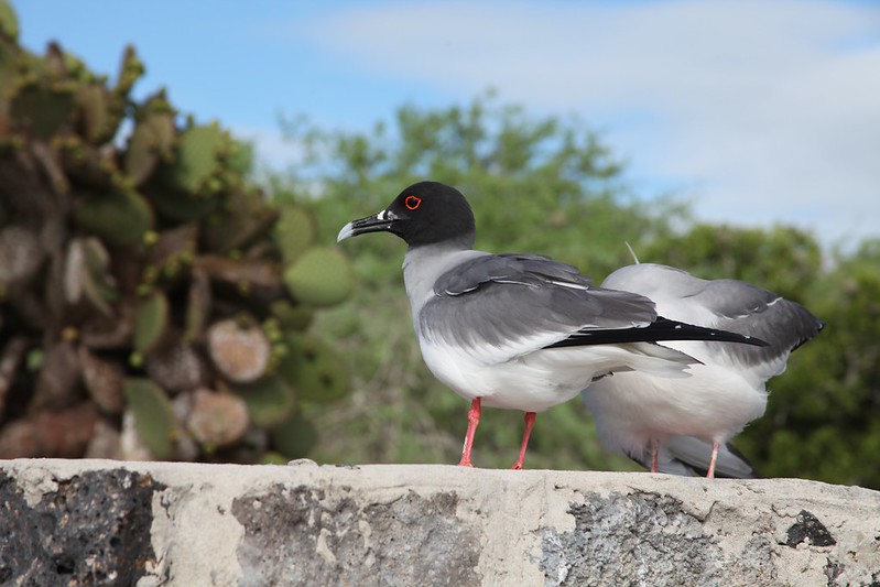 Swallow-tailed Gull (Creagrus furcatus)