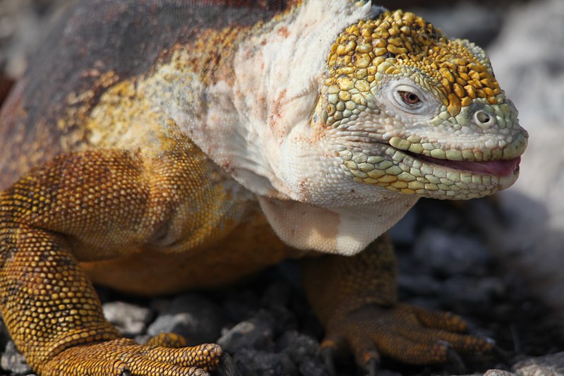 South Plaza: Galapagos Land Iguana (Conolophus subcristatus)