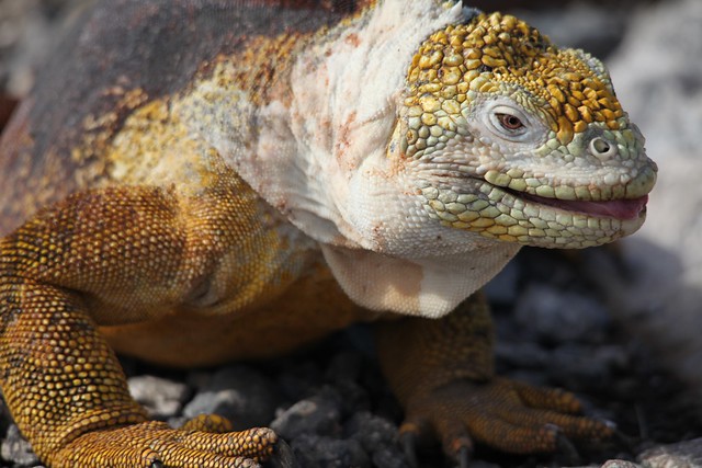 Galapagos Land Iguana on South Plaza
