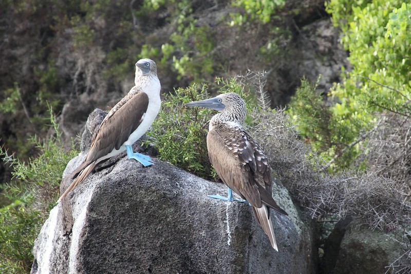 Blue-footed Boobies (Sula nebouxii)