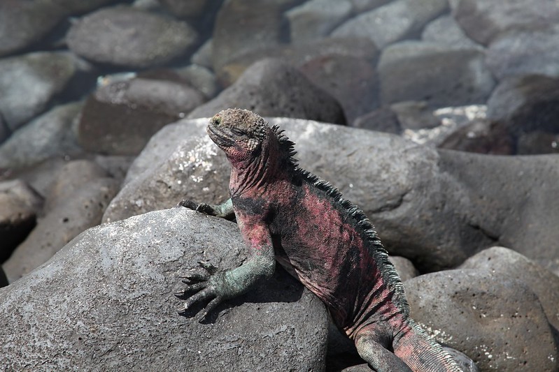 Galápagos Marine Iguana