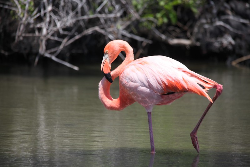American Flamingo (Phoenicopterus ruber)